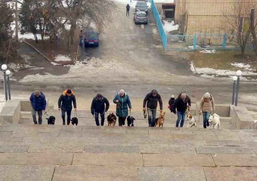 Дрессировка собак в Николаеве