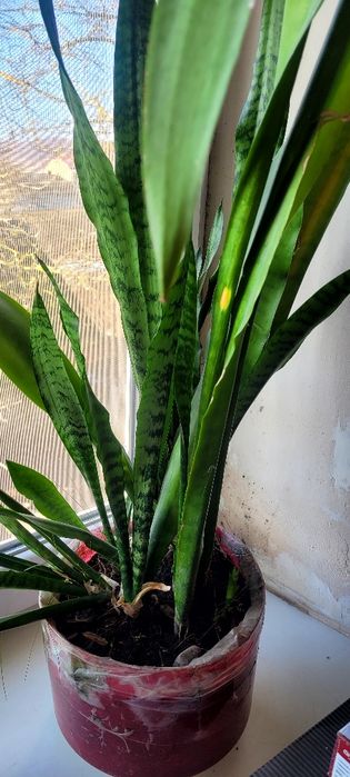 Сансев'єрія різні кущіки