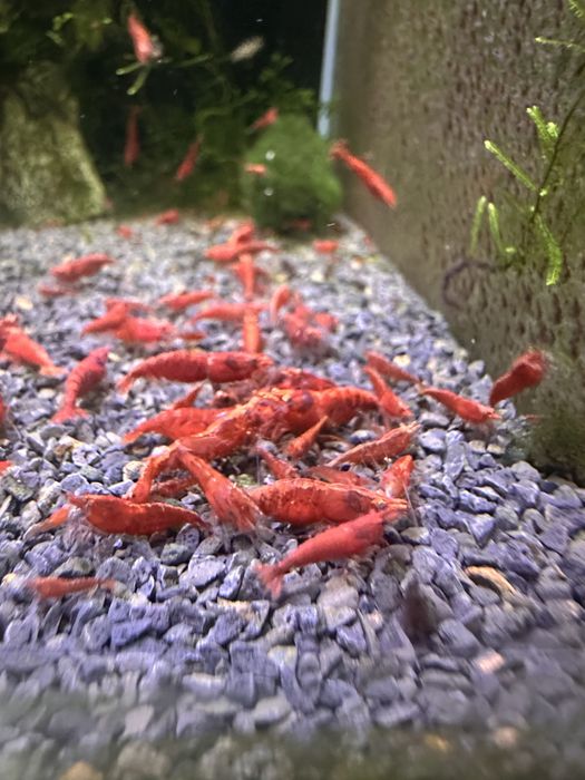 Neocaridinas red Fire