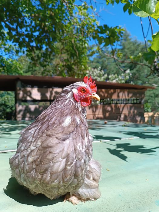 Ovos de Galinha Pekin