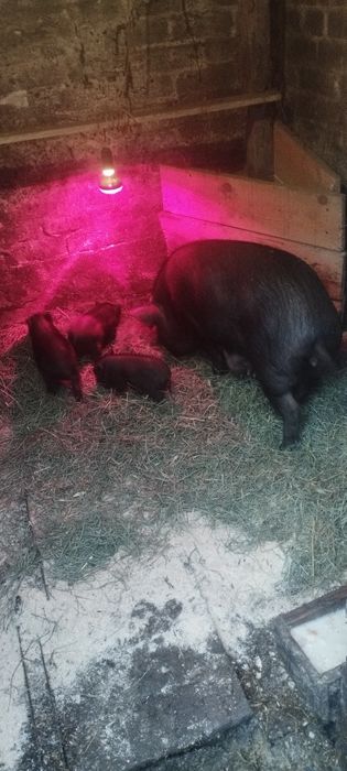 Вьетнамская + мангал