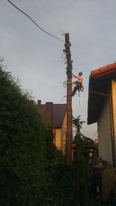 Wycinka Drzew, Pielęgnacja drzew, Frezowanie Pni, Usługi rębakiem