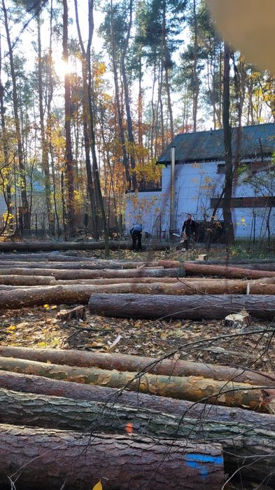 Wycinka drzew, pielęgnacja ogrodu , przygotowanie terenu pod budowe