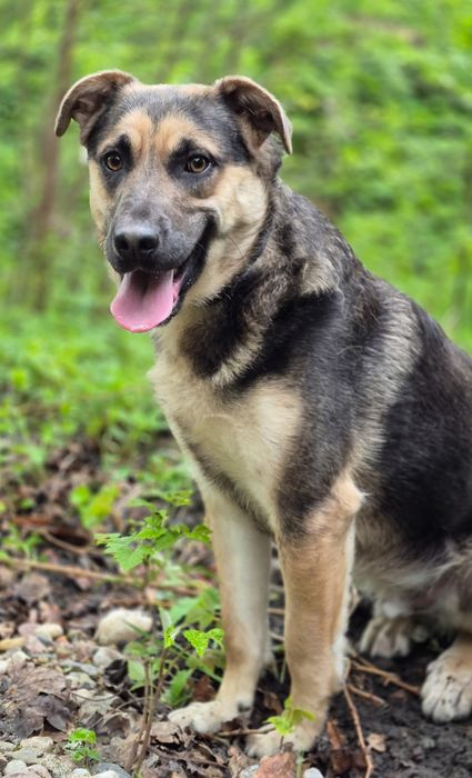 Pozytywny Forest szuka domu  / do adopcji