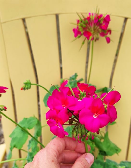 Пеларгония, герань, калачик, свеже срезанные черенки