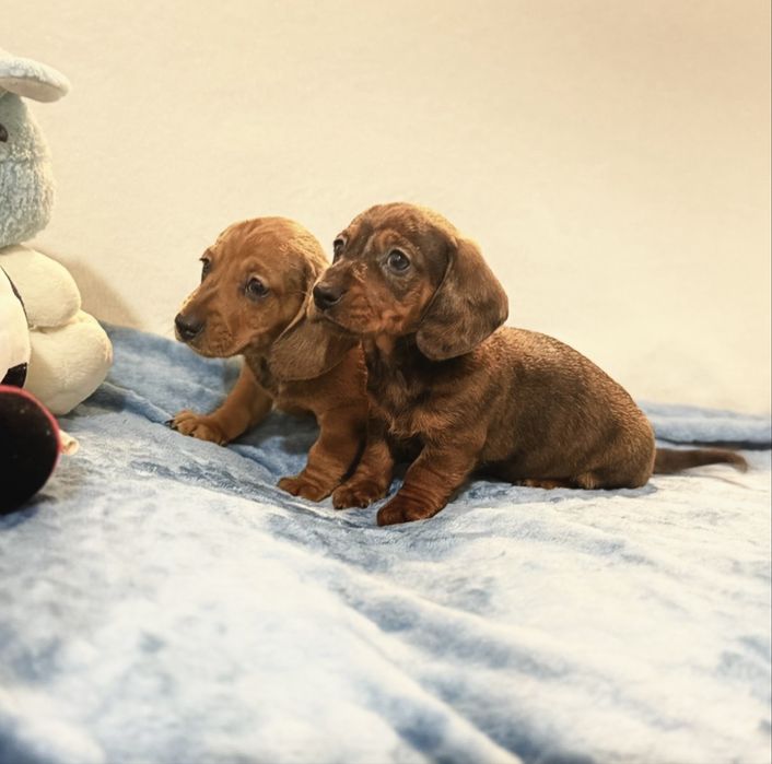 Teckel excelente menino