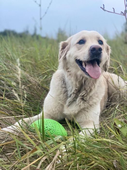 Передержка животных