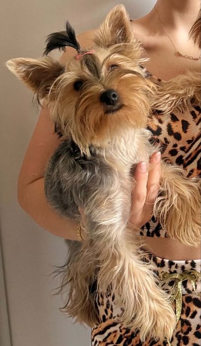 Szczeniak yorkshire terrier