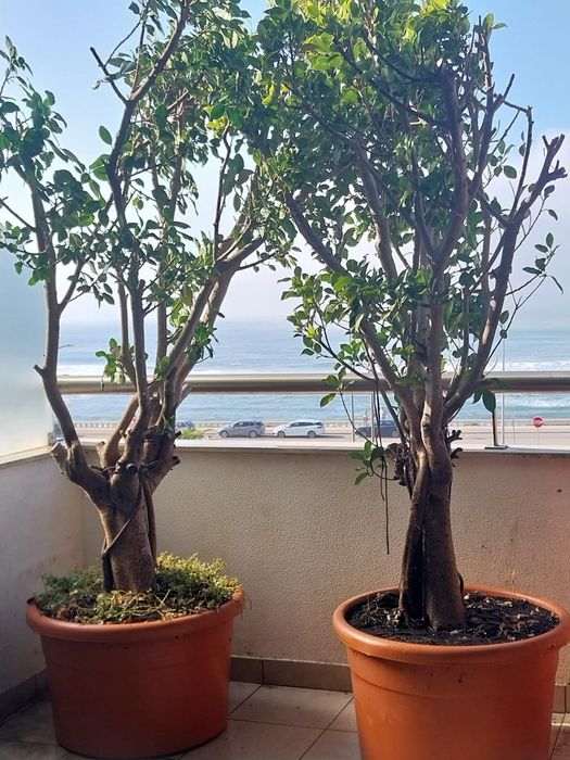 Vendo 2 plantas Ficus  com 2 metros de altura