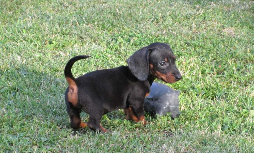 Teckel Fêmea Super - Garantia Contrato Despistes Genéticos