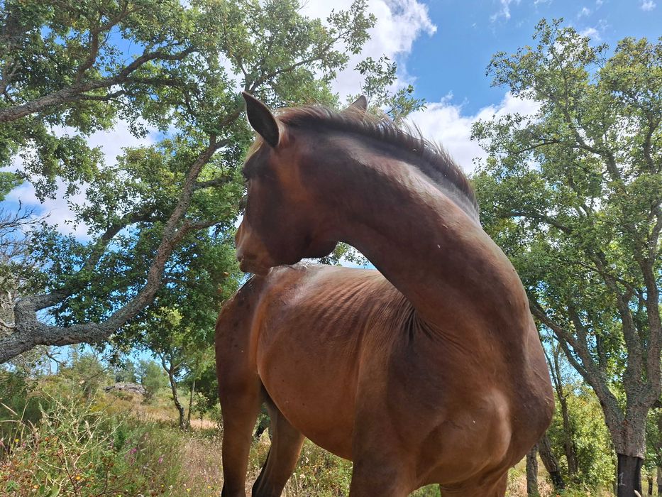 Appaloosa Urano [raro e meigo]