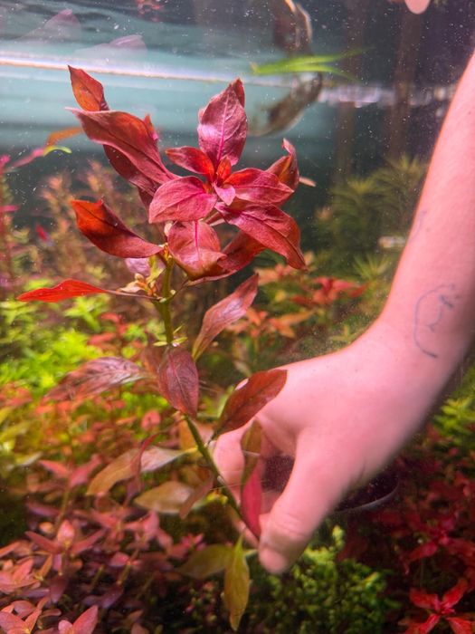 Ludwigia repns ruba - hodowla podwodna
