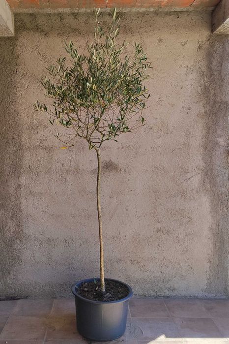 Oliveiras galegas em balde 42L (Arcos de Valdevez)