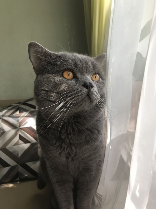 Шотландець-в‘язка