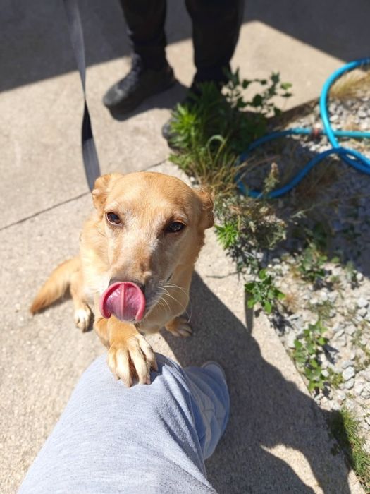 Cadelinha para adopção responsável
