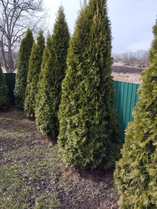 Туя смарагд 60 см.