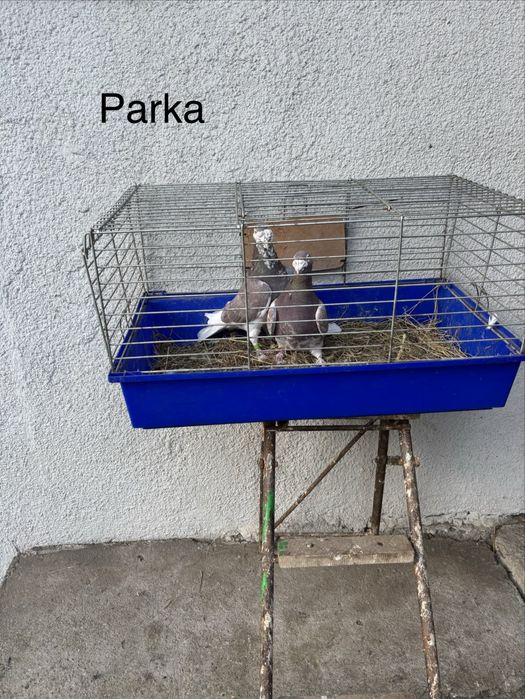 Gołebie staropolskie