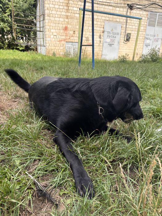 Віддам собаку в добрі руки