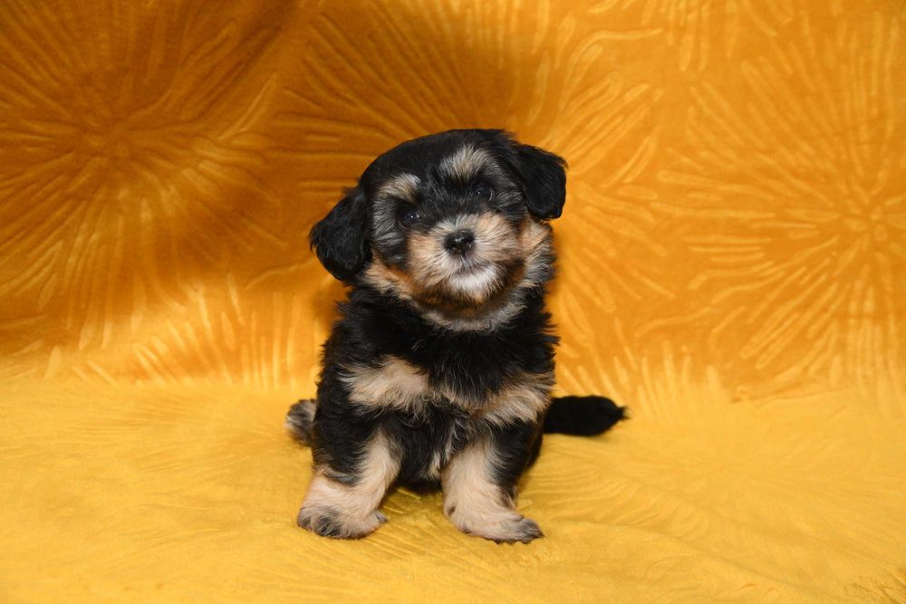 Piesek Hawańczyk z rodowodem ZHPR UCI