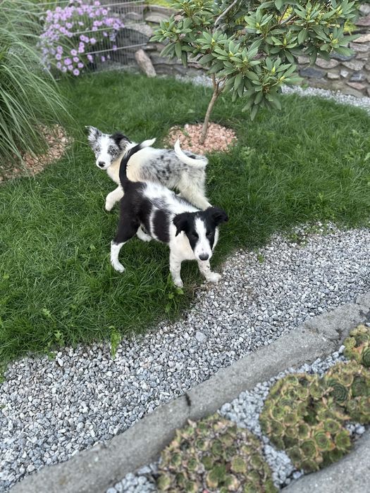 Piesek czarno bialy border collie