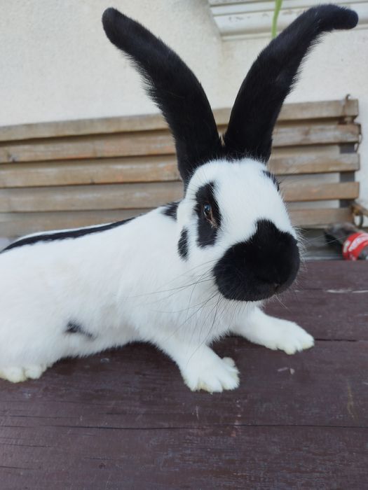 Кролі строкачі. ..