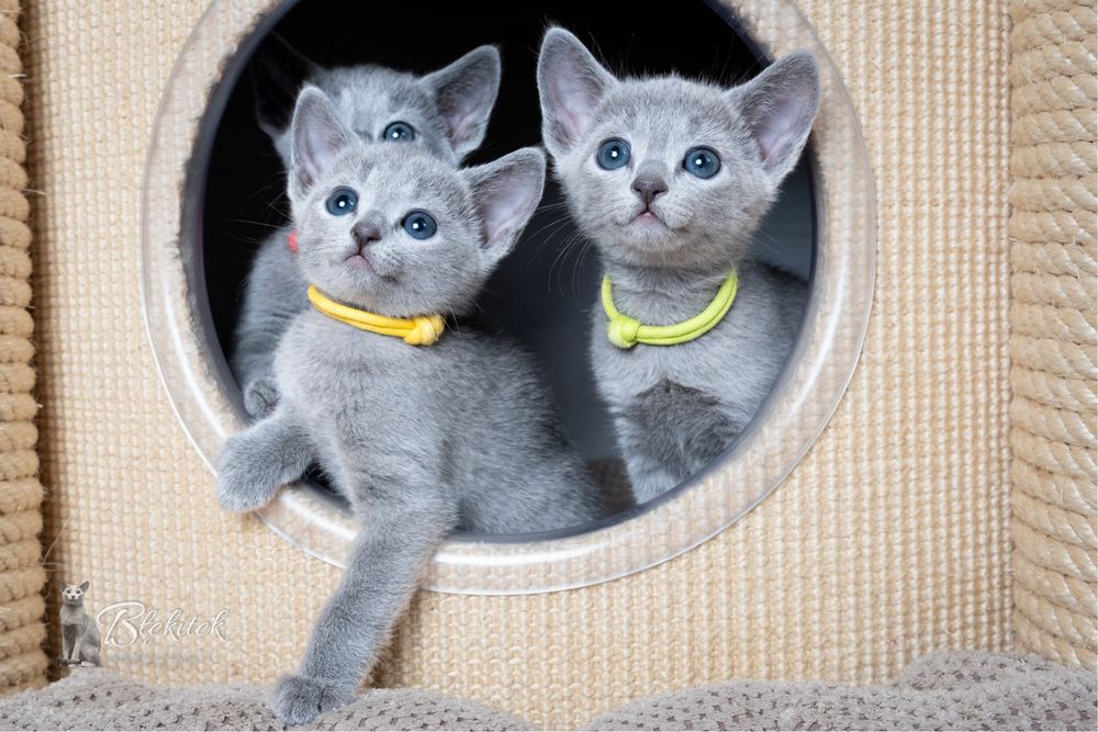 Kocurek do odbioru na koniec lipca