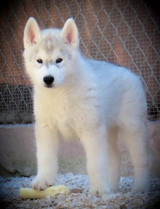 Husky Siberiano c/LOP