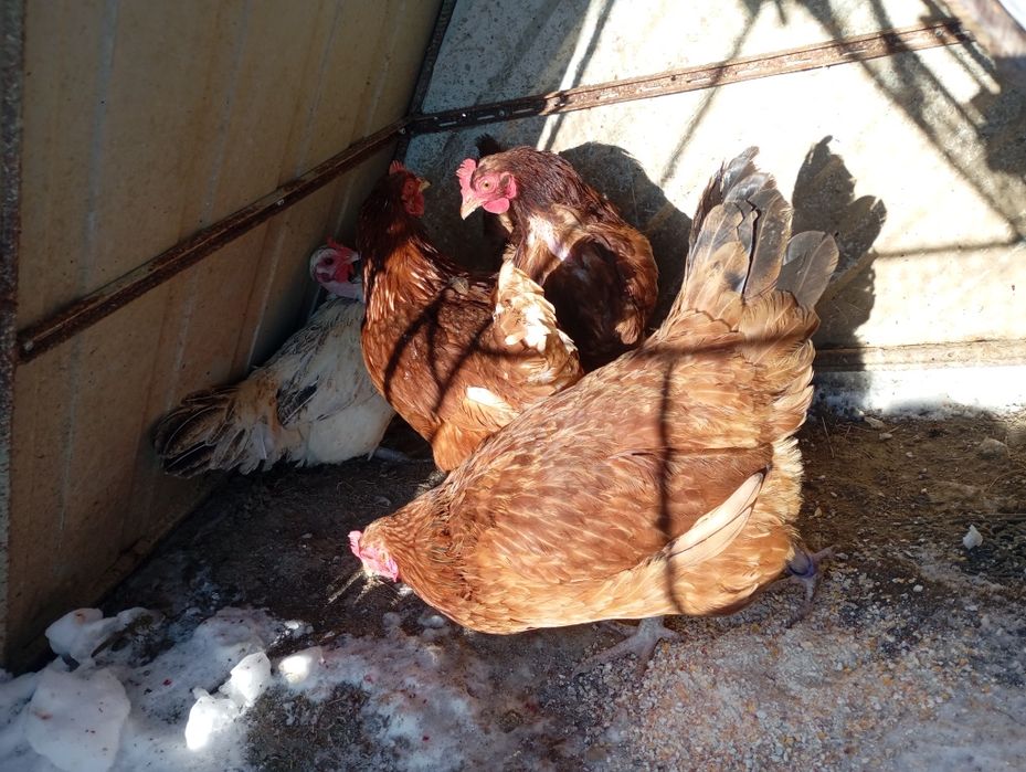 Kaczki francuskie staropolskie pekiny