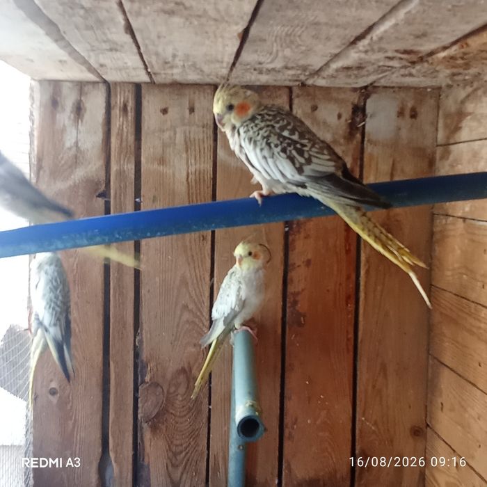 Caturras deste ano ,são lindas