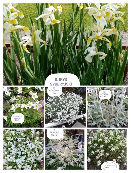 Sadzonki kwiatów wieloletnich i zimujących