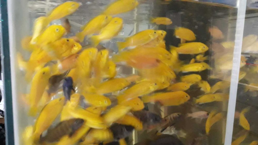 Ciclidios africanos- Labidochromis caeruleus