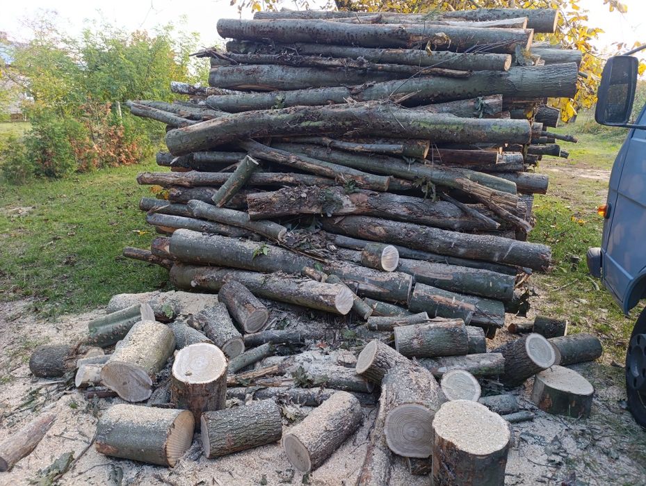 Brzoza, dąb czerwony, akacja