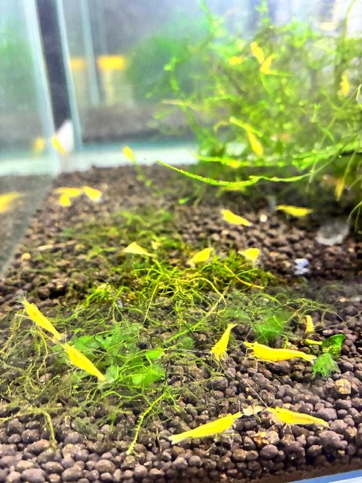 Camarôes Neocaridina Yellow Golden Back