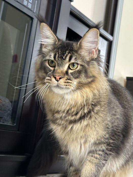 Pascal-Kocurek Maine Coon