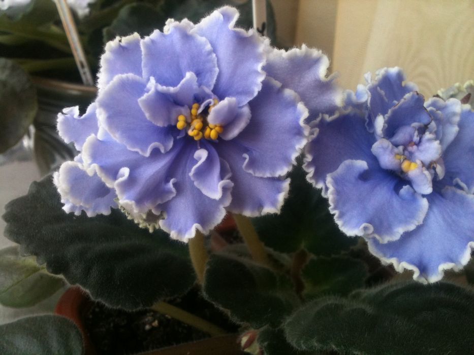 Набір махрових сортів фіалки