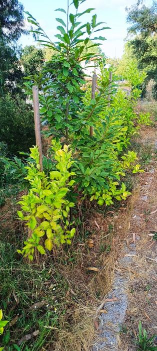 Limoeiro em Vaso64751065094659121