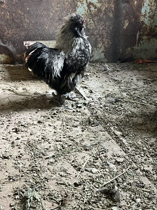 Шелковый петух.