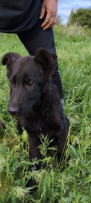 Цуценя німецької вівчарки.