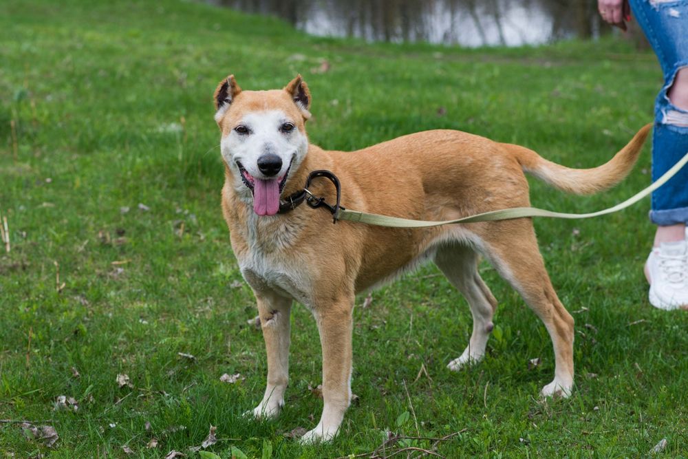 Собака Ася шукає родину