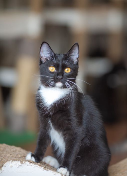 Панда 1,5 годика котенок, кошечка, маленькая кошечка