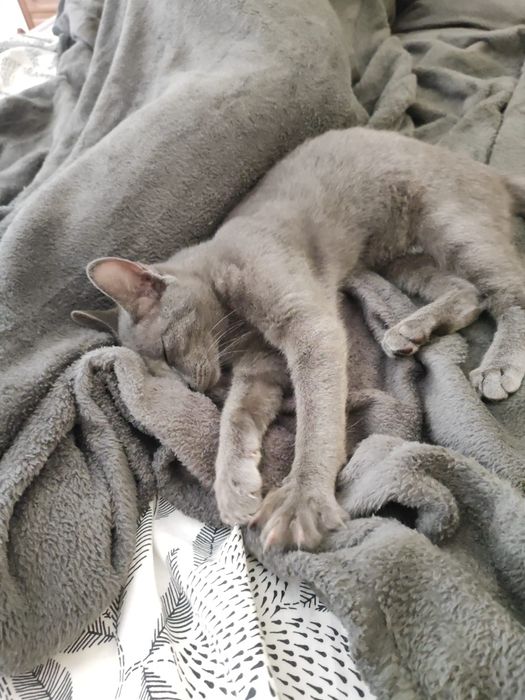Gato para adoção!!