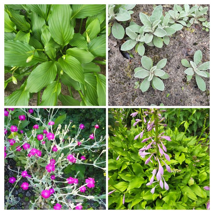 Sadzonki hosty, firletka kwiecista purpurowa, Zamioculcas