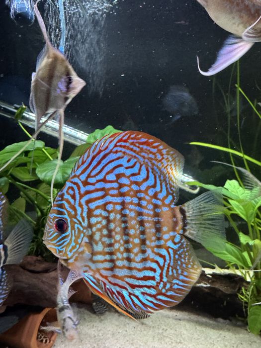 Peixes Discus grande qualidade