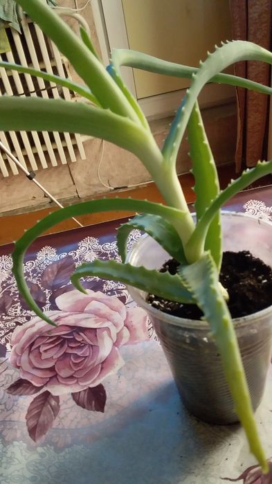 Продам Алоэ (доктор)