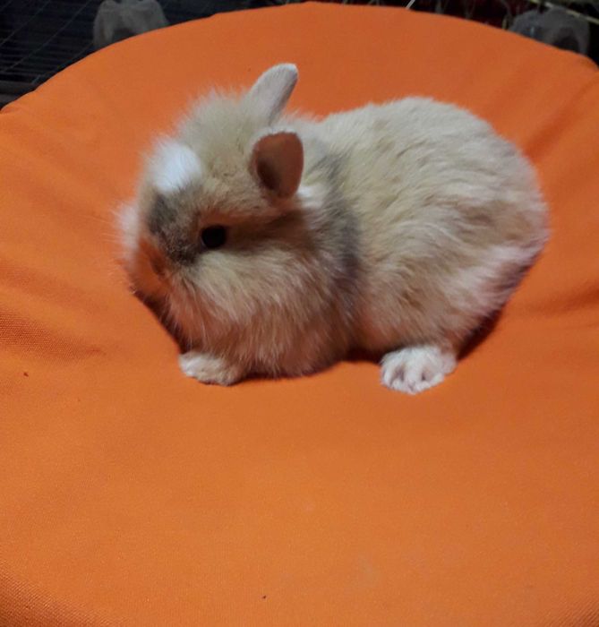 Кролик декоративний, карликовий кролик.