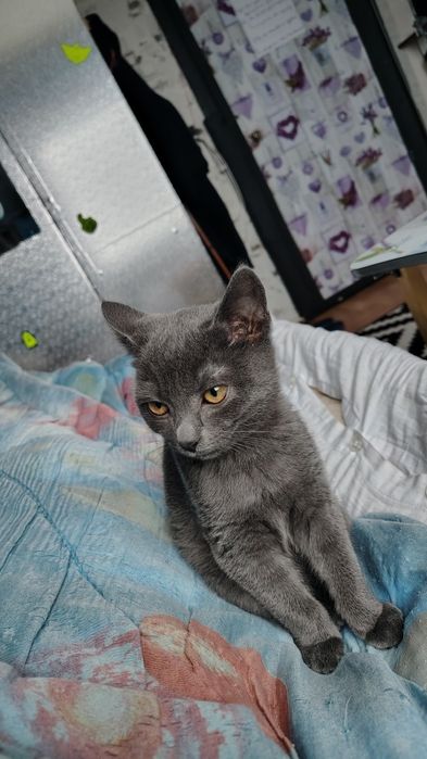 Кошечка Русская голубая