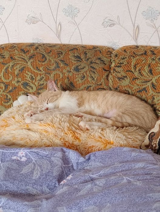 Кошки и котята девочки