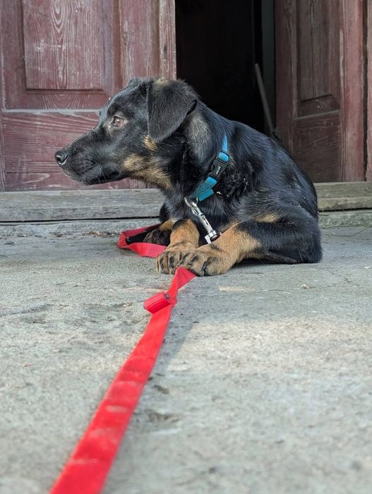 Porzucona w lesie, malucha szuka pilnie domku