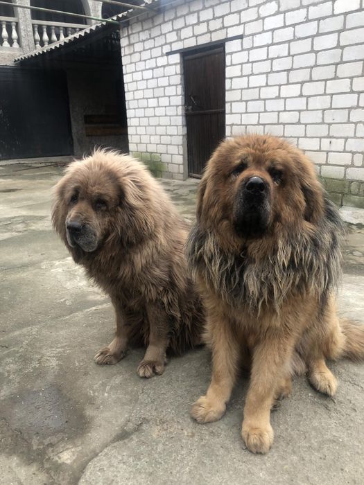 Тібецький мастиф