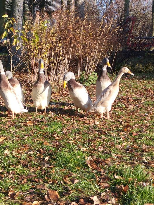 Kaczki ozdobne biegusy